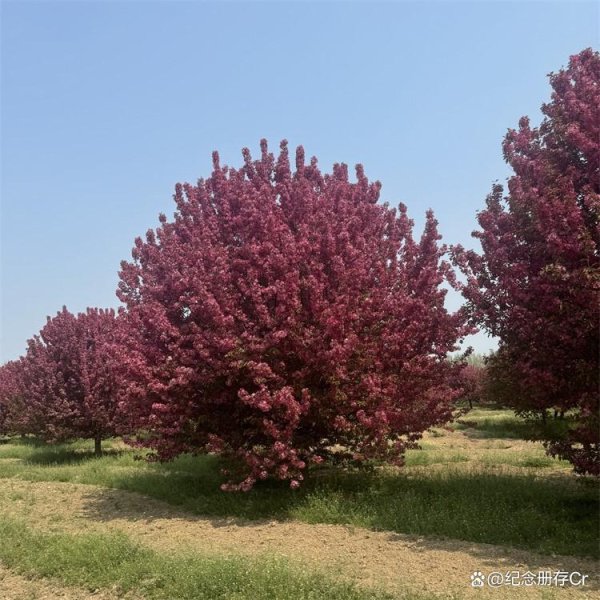 股票配资服务 黑龙江市政绿化垂丝海棠价格市场全解析